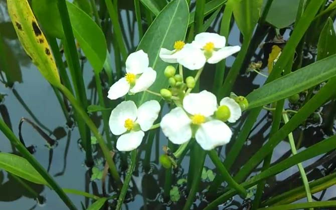 泽泻(水泽、车苦菜)