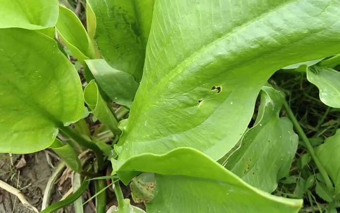 泽泻是什么植物？