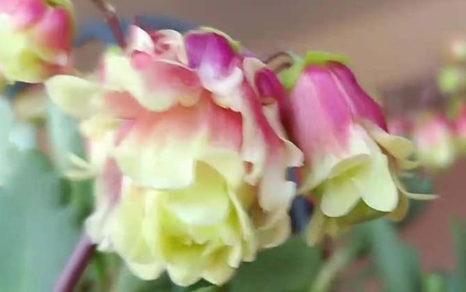宫灯长寿花