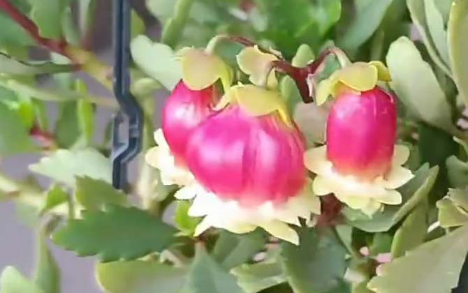 宫灯长寿花
