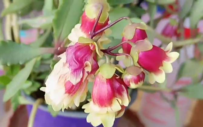 宫灯长寿花