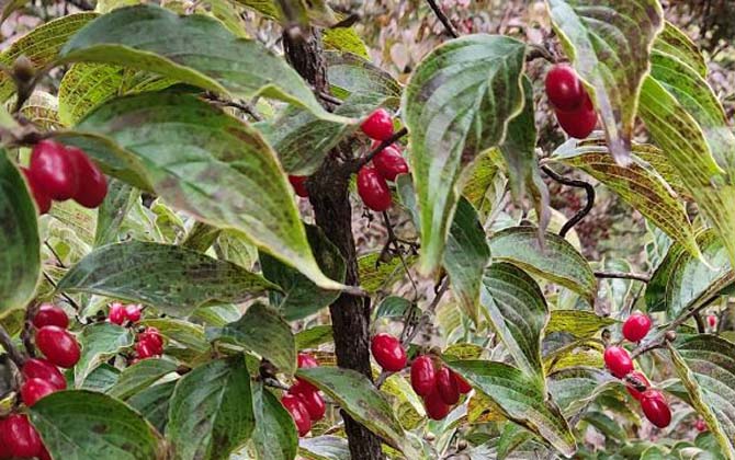 山茱萸(茱萸、越椒)