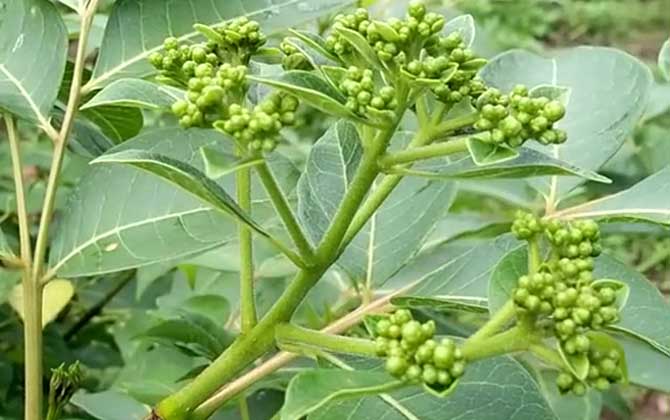 吴茱萸