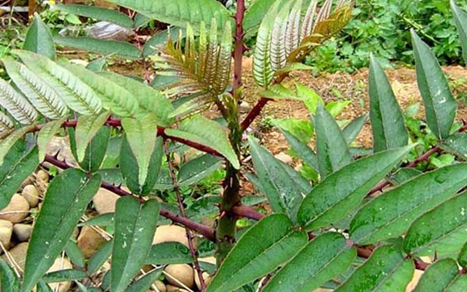 食茱萸是什么植物？