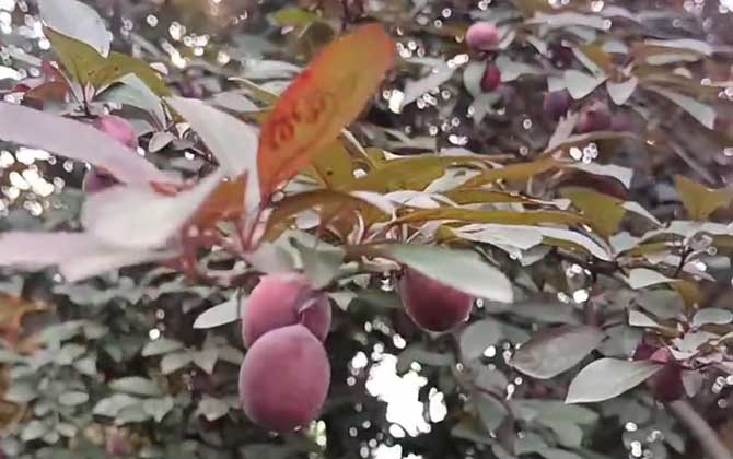 红叶李
