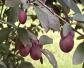 紫叶李的果子能吃吗？
