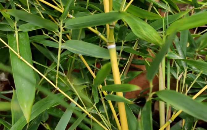 竹子是什么植物？