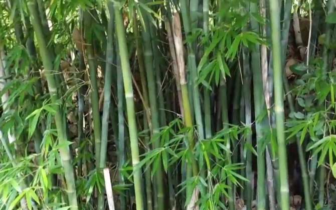 毛竹