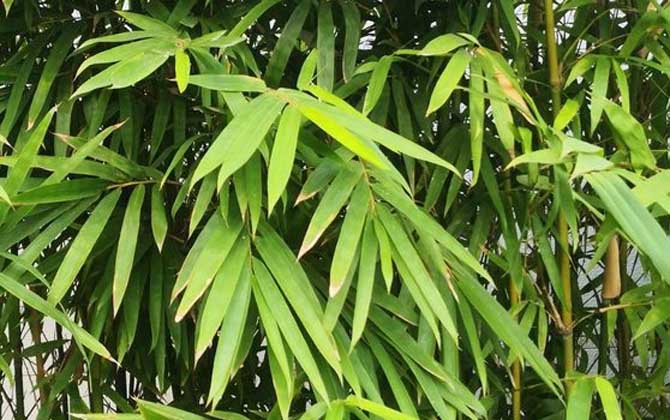 箭竹是什么植物？
