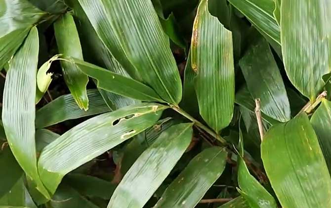 箬竹是什么植物？