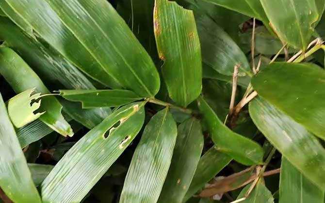 箬竹
