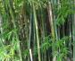 竹子的种类名称及图片大全