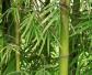 毛竹是什么植物？