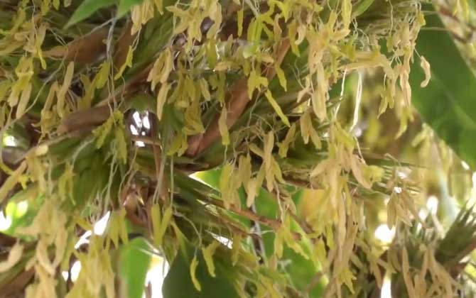 竹子开花