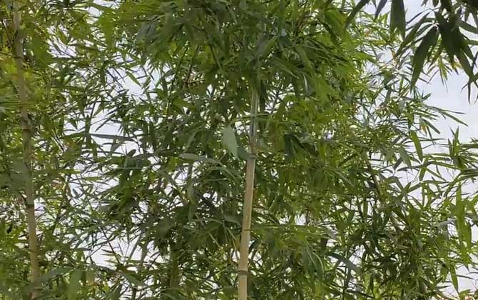 碧竹