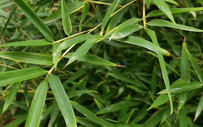 淡竹是什么植物？