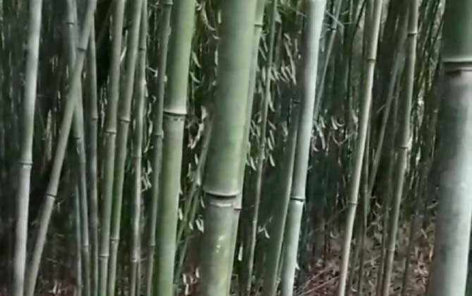 刚竹