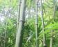 竹子的用途及经济价值