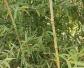 碧竹是什么植物？