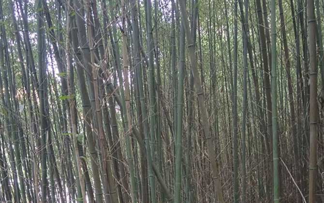 龟甲竹