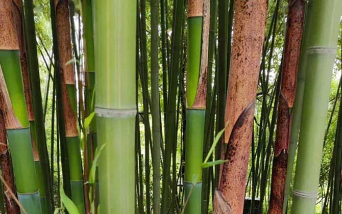 红竹是什么植物？