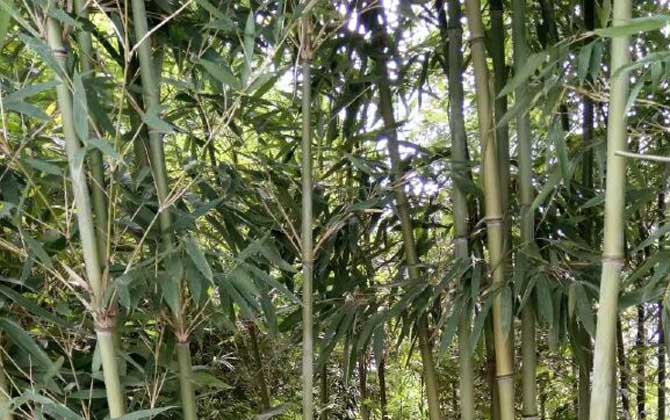 苦竹