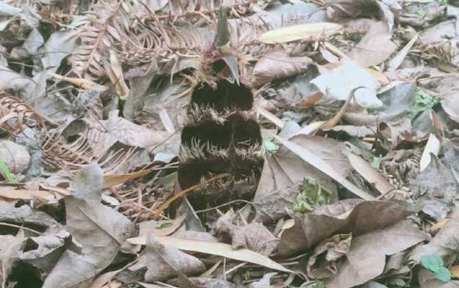 竹笋