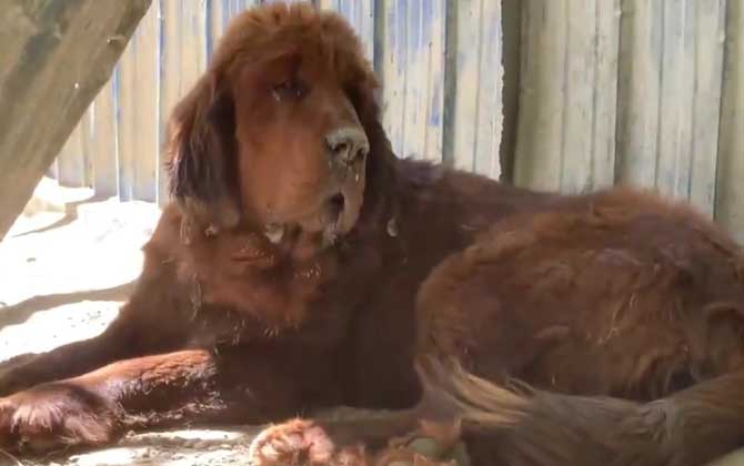 藏獒(东方神犬、西藏獒犬)