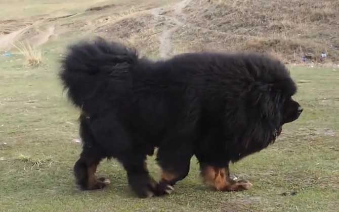 藏獒