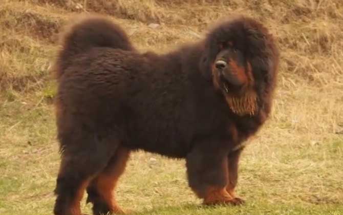 藏獒