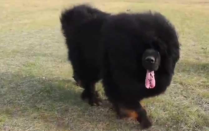藏獒