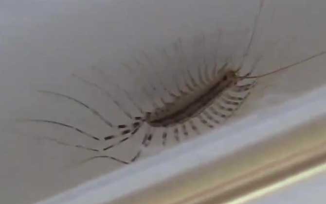 蚰蜒
