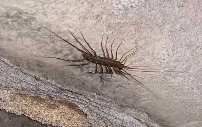 蚰蜒