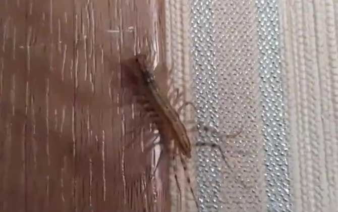 蚰蜒