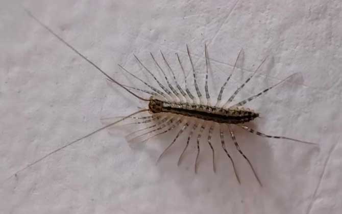 蚰蜒