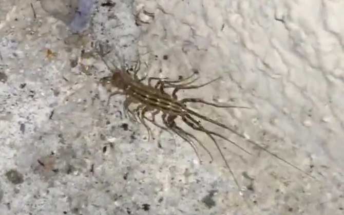 蚰蜒