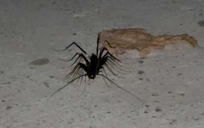 蚰蜒