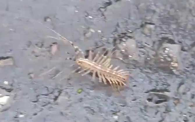 蚰蜒