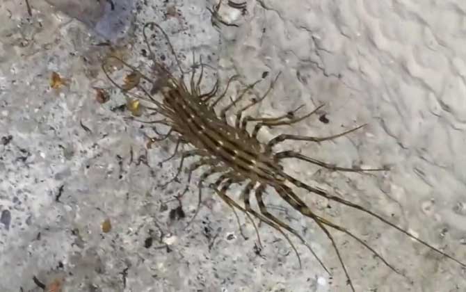 多脚虫