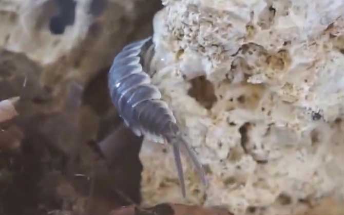 潮虫