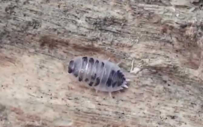 潮虫