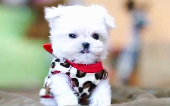 茶杯犬