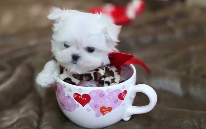 茶杯泰迪犬