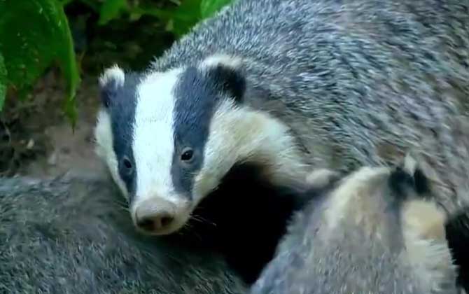 狗獾