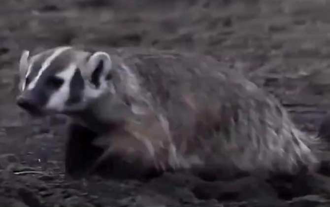 狗獾