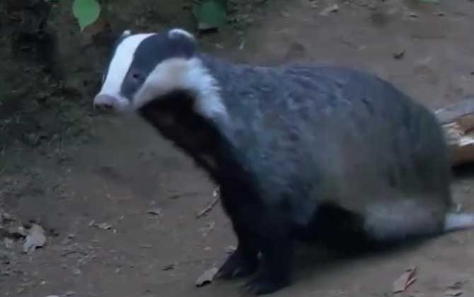 狗獾