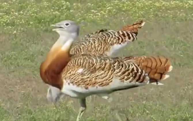 大鸨