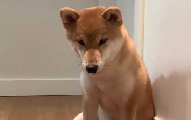 柴犬