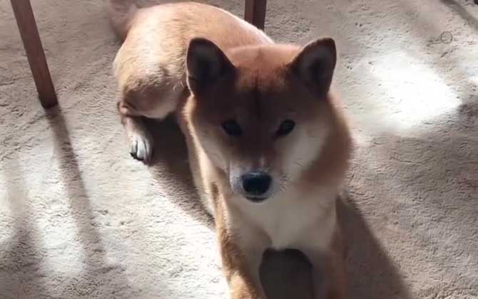 柴犬