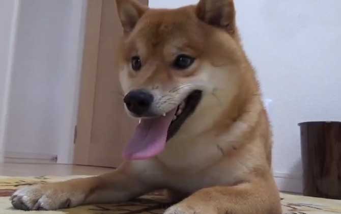 柴犬